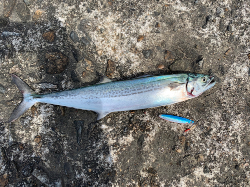 サゴシの釣果