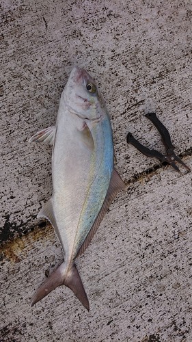 カンパチの釣果