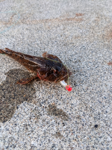 カジカの釣果