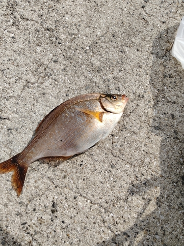 ウミタナゴの釣果