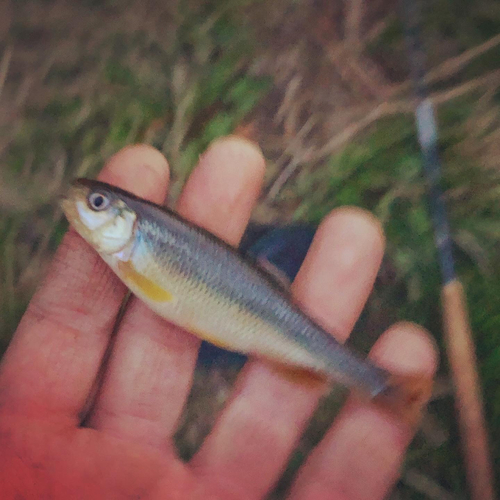 カワムツの釣果