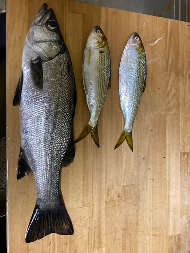 シーバスの釣果