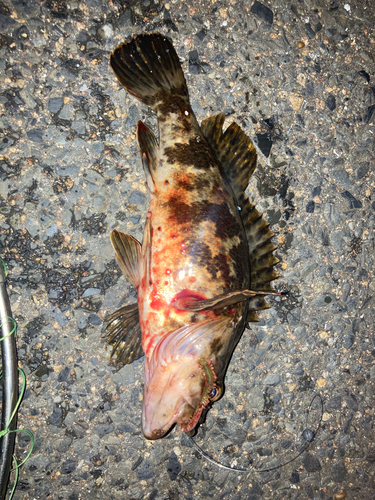 タケノコメバルの釣果