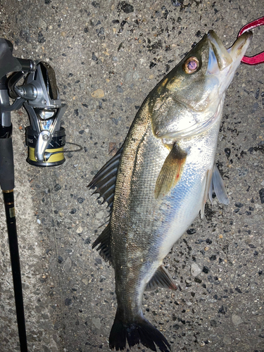 スズキの釣果