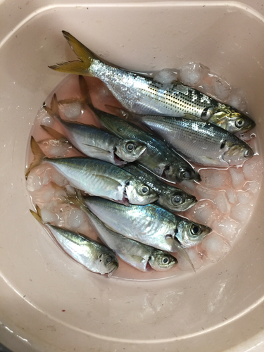 コノシロの釣果