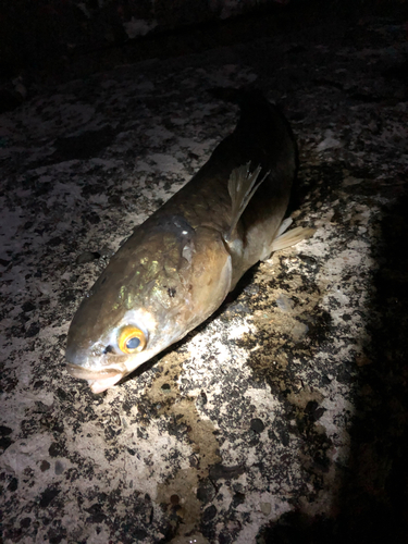 メナダの釣果