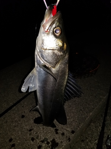 フッコ（マルスズキ）の釣果