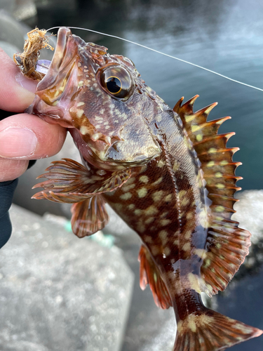 カサゴの釣果