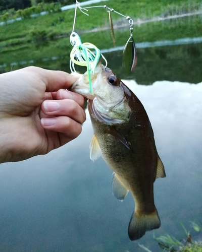 ラージマウスバスの釣果