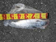 サクラマスの釣果