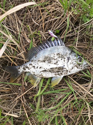 キビレの釣果