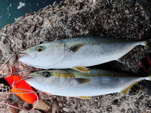 ハマチの釣果