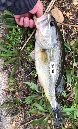 ブラックバスの釣果