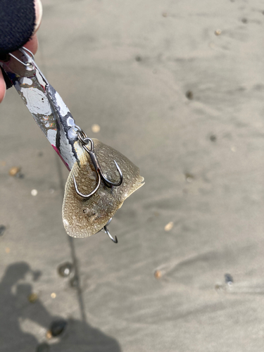 シタビラメの釣果