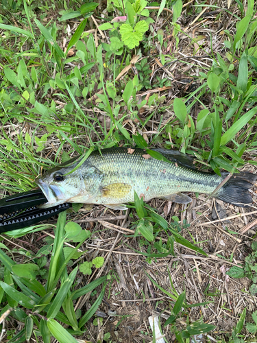 ラージマウスバスの釣果