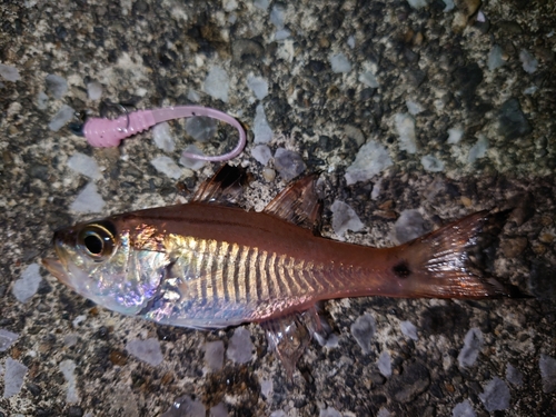 ネンブツダイの釣果