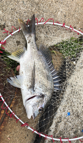 キビレの釣果