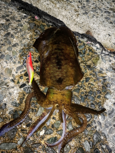 アオリイカの釣果