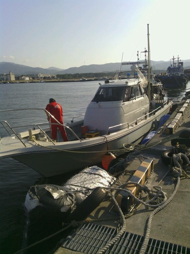 ハマチの釣果