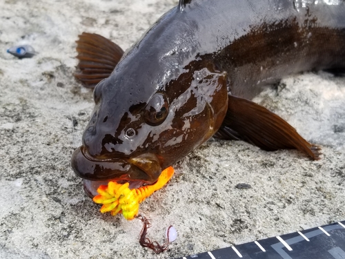 アイナメの釣果