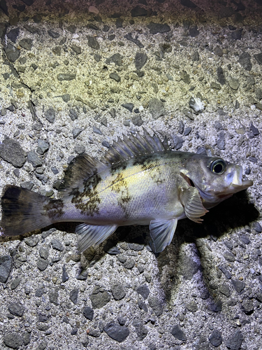 メバルの釣果