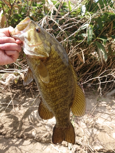 スモールマウスバスの釣果