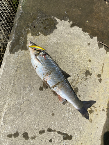 マルタウグイの釣果