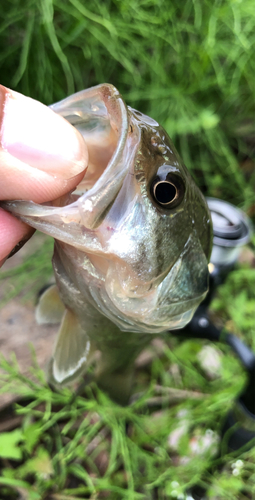 ラージマウスバスの釣果