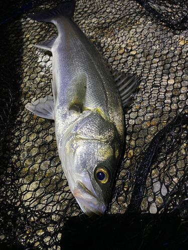 フッコ（マルスズキ）の釣果