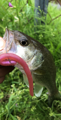 ラージマウスバスの釣果