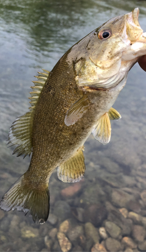 スモールマウスバスの釣果