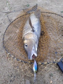 ニゴイの釣果