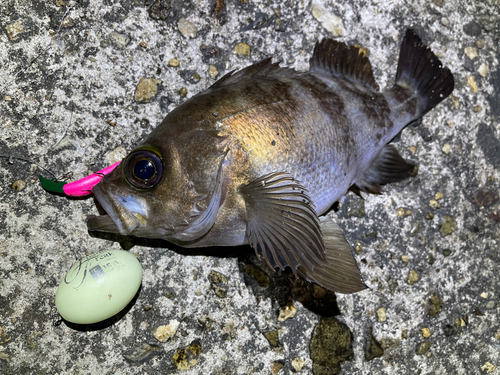 メバルの釣果