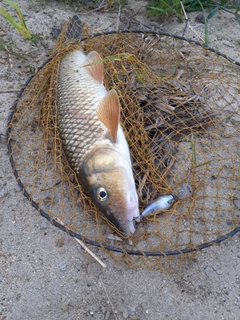 ニゴイの釣果