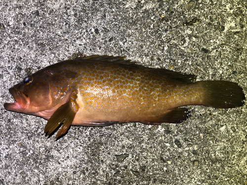 アコウの釣果