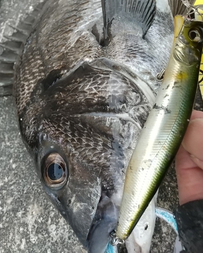 チヌの釣果