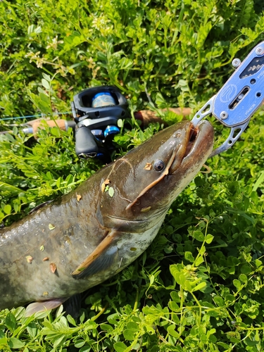 ナマズの釣果