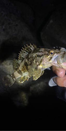 タケノコメバルの釣果