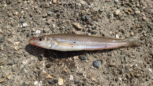 キスの釣果