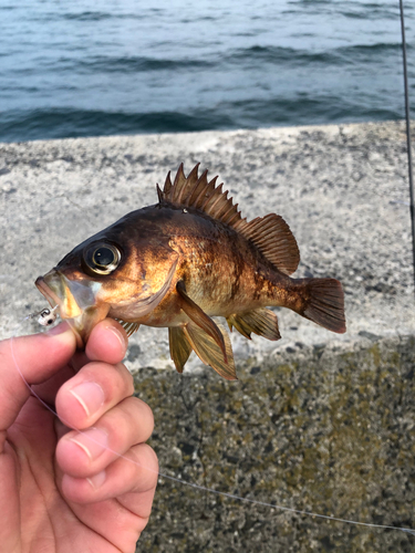 メバルの釣果