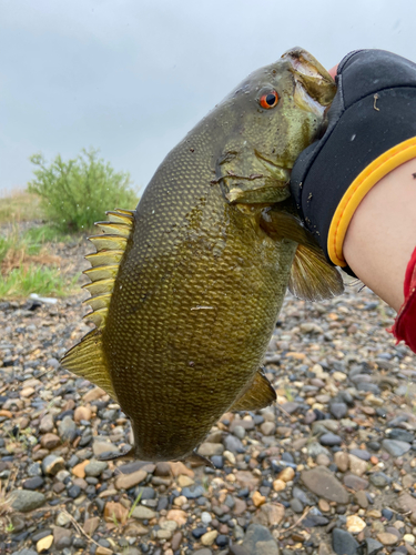 スモールマウスバスの釣果