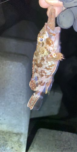 タケノコメバルの釣果