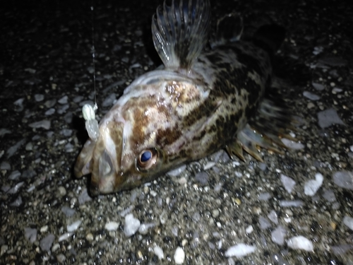 タケノコメバルの釣果