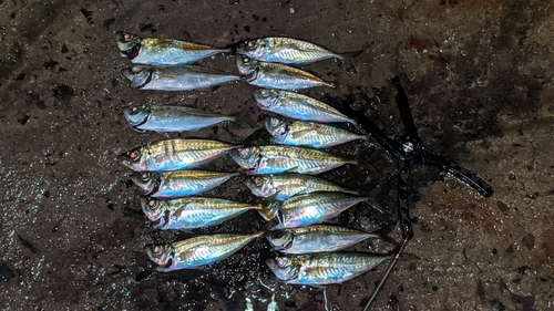 アジの釣果