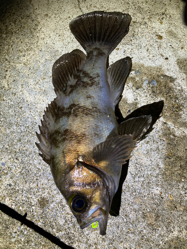 アカメバルの釣果