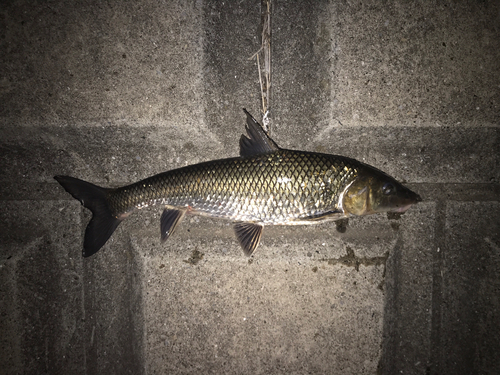 ニゴイの釣果