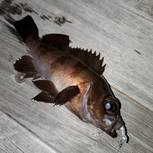 メバルの釣果