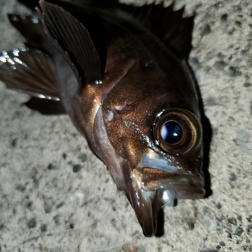 メバルの釣果