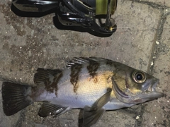 シロメバルの釣果