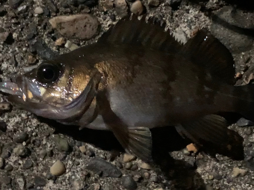 シロメバルの釣果